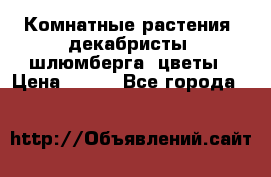 Комнатные растения, декабристы (шлюмберга) цветы › Цена ­ 300 - Все города  »    